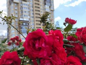 Фото 8